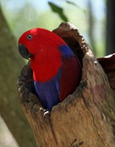 Eclectus Parrot Nests