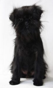 Affenpinscher
