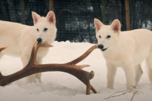 How is conservation changing?