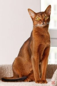 Abyssinian Cats