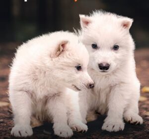 Have dire wolves been de-extincted?