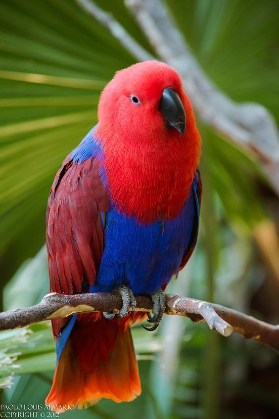 Eclectus Parrot