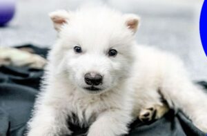 Why is de-extinction controversial?