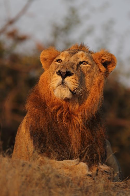 Gir National Park lion