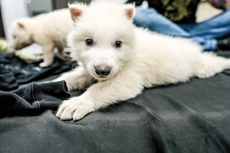 Dire Wolf de-extinction