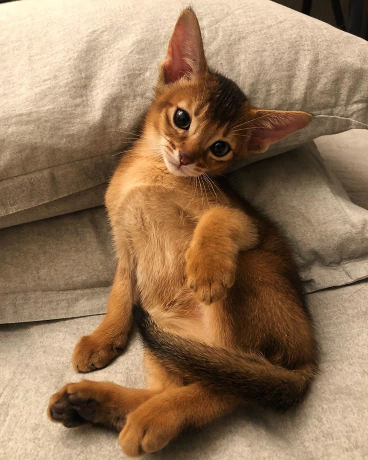 Abyssinian Cats: Breed Origins, Personality, Lifespan