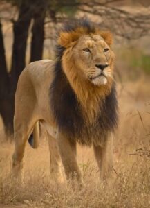 General characteristics