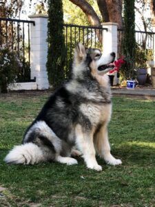 Alaskan Malamute