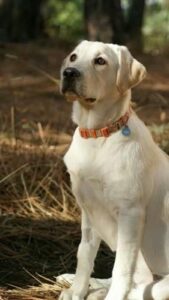 Labrador Retriever Dog Breed Information