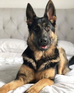  German shepherd 