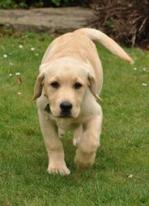 Labrador Retriever Dog Breed Information
