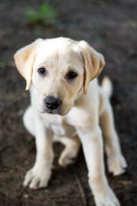 Labrador Retriever Dog Breed Information