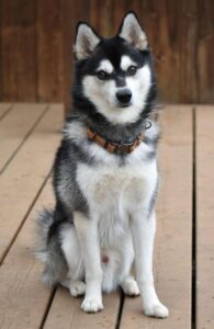 Alaskan Klee Kai 
