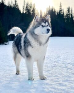 Alaskan Malamute