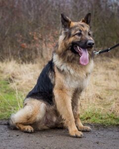  German shepherd 
