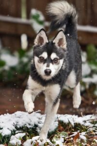Alaskan Klee Kai 