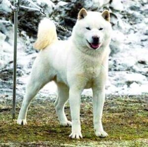 The Ainu Dog