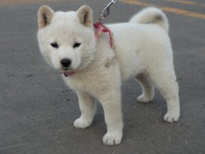 The Ainu Dog Common Health Issues