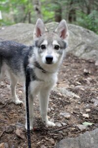Alaskan Klee Kai 