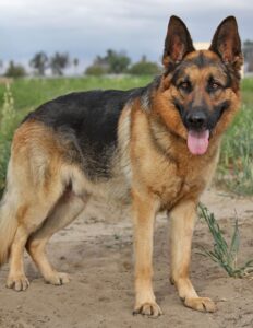 German shepherd 