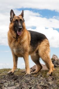  German shepherd 