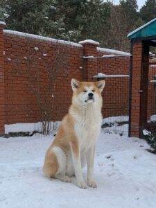 The Ainu Dog History and Evolution