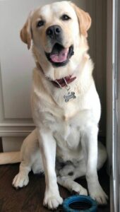 Labrador Retriever Dog Breed Information