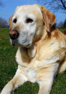 Labrador Retriever Dog Breed Information