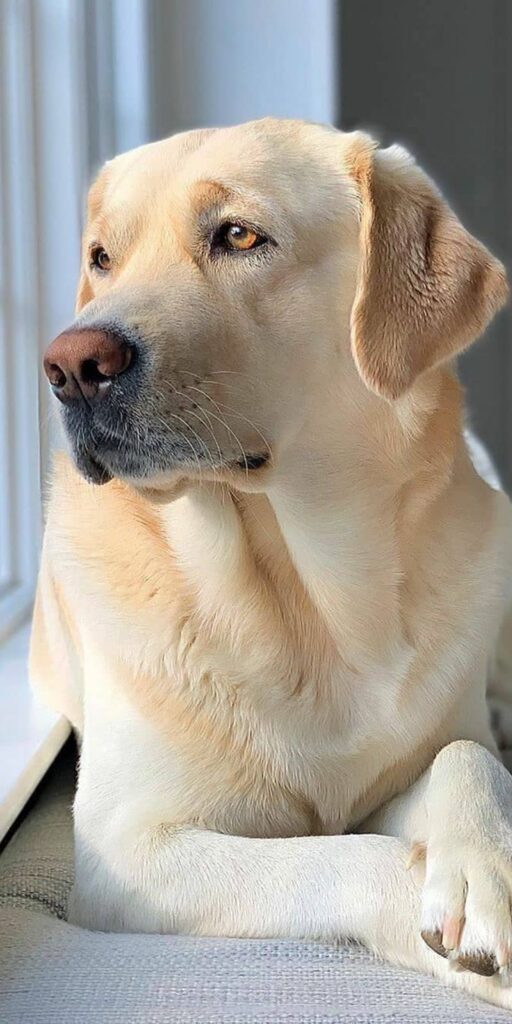 Labrador Retriever Dog Breed Information