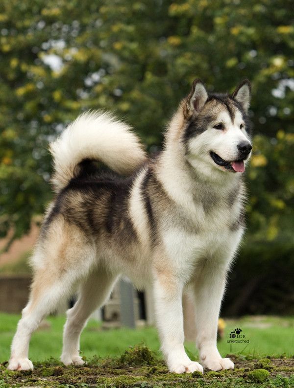 Alaskan Husky