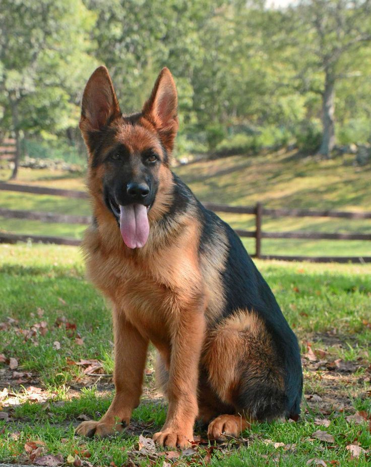 German shepherd
