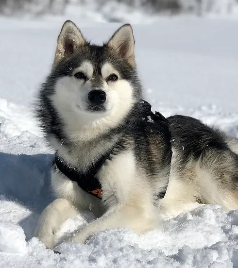 Alaskan Klee Kai