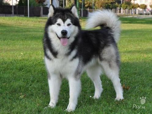 Alaskan Malamute